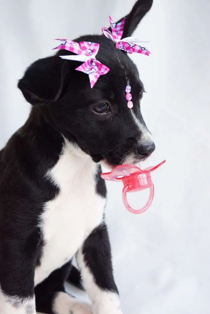 Cachorro ra a SRD0 idade 2 a 6 meses nome Mari