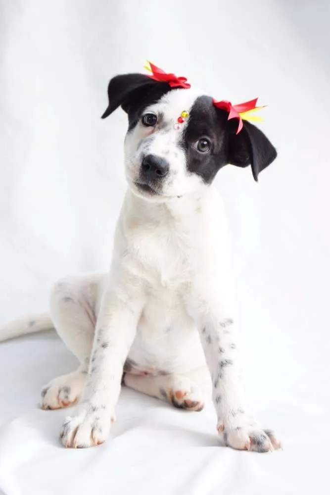 Cachorro ra a SRD idade 2 a 6 meses nome Nina