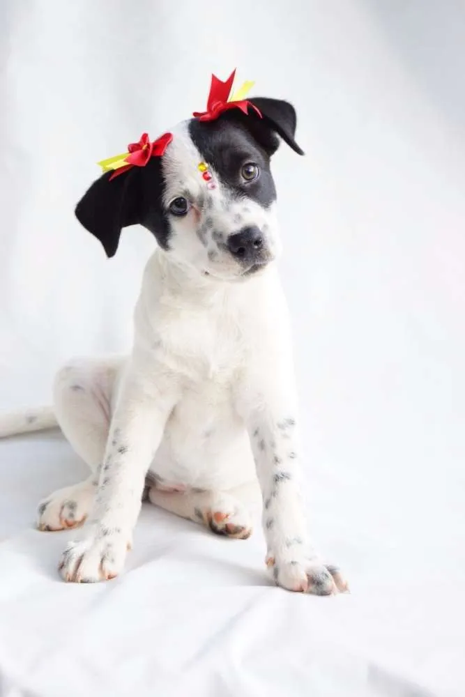 Cachorro ra a SRD idade 2 a 6 meses nome Nina