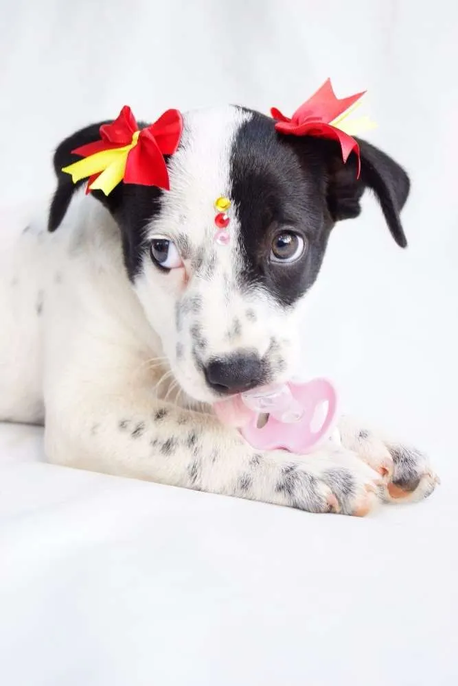 Cachorro ra a SRD idade 2 a 6 meses nome Nina