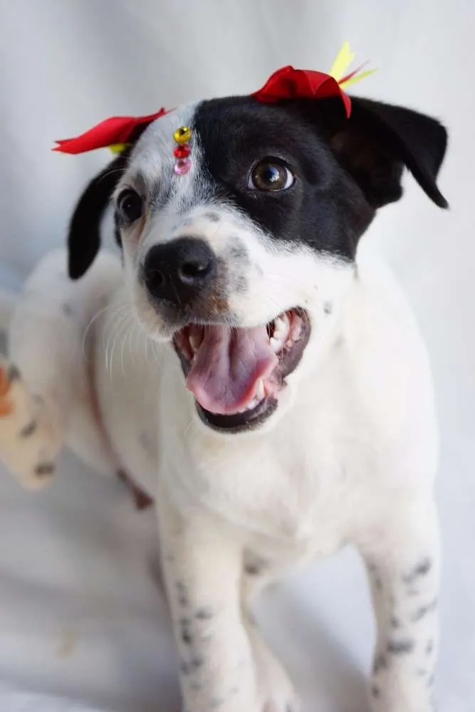 Cachorro ra a SRD idade 2 a 6 meses nome Nina