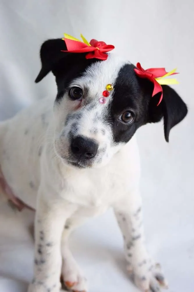 Cachorro ra a SRD idade 2 a 6 meses nome Nina