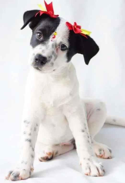 Cachorro ra a SRD idade 2 a 6 meses nome Nina
