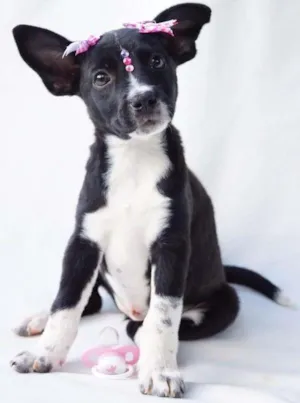 Cachorro raça SRD0 idade 2 a 6 meses nome Mari