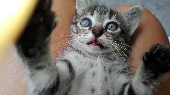 Gato raça Mista idade 2 a 6 meses nome Korona