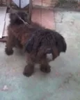 bidu