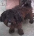 bidu