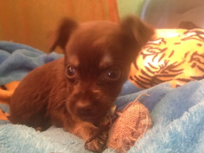 Cachorro ra a Srd idade Abaixo de 2 meses nome Choky