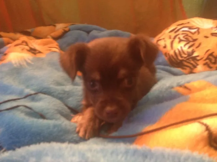 Cachorro ra a Srd idade Abaixo de 2 meses nome Choky