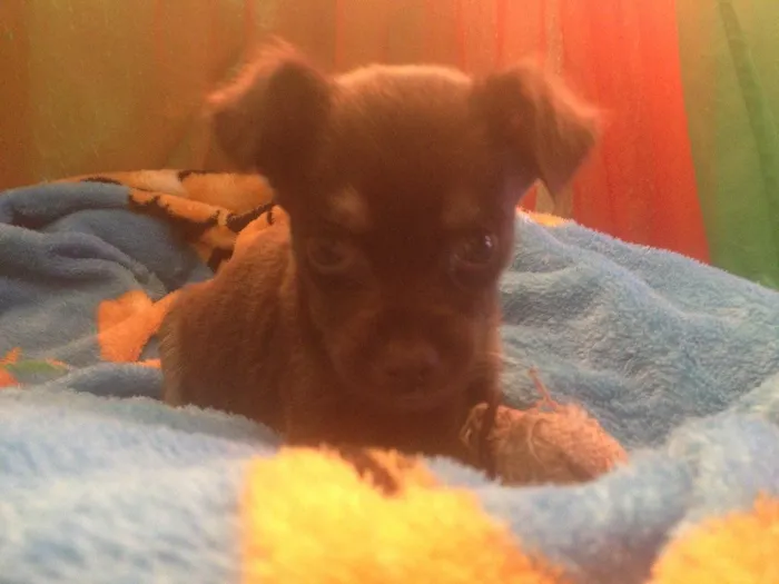 Cachorro ra a Srd idade Abaixo de 2 meses nome Choky