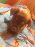 Choky