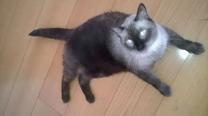 Gato ra a Persa-Sianês idade 5 anos nome Nicolau