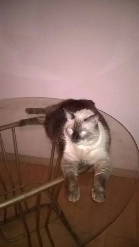 Gato ra a Persa-Sianês idade 5 anos nome Nicolau