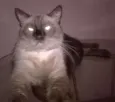 Nicolau