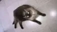 Nicolau