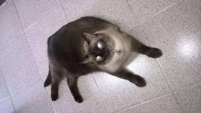 Gato ra a Persa-Sianês idade 5 anos nome Nicolau