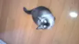 Nicolau