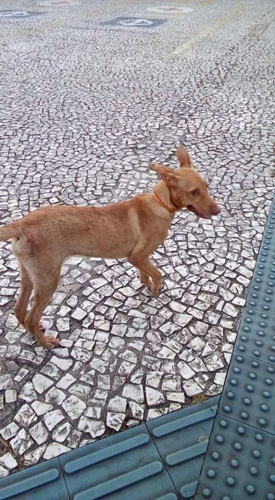 Cachorro ra a Vira Lata idade 2 a 6 meses nome Marceline