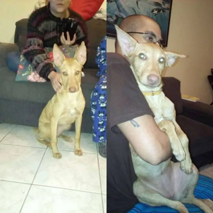 Cachorro ra a Vira Lata idade 2 a 6 meses nome Marceline
