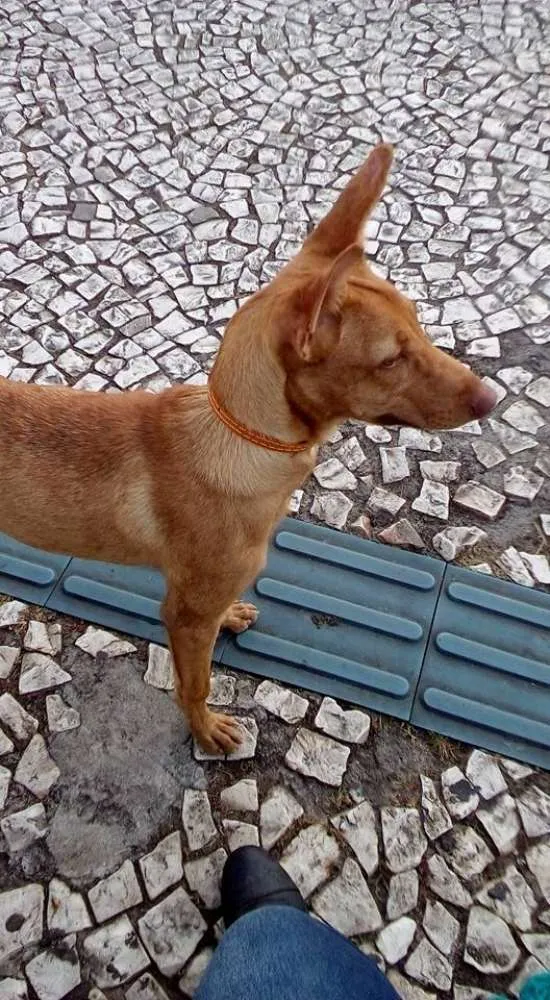 Cachorro ra a Vira Lata idade 2 a 6 meses nome Marceline