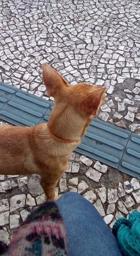 Cachorro ra a Vira Lata idade 2 a 6 meses nome Marceline