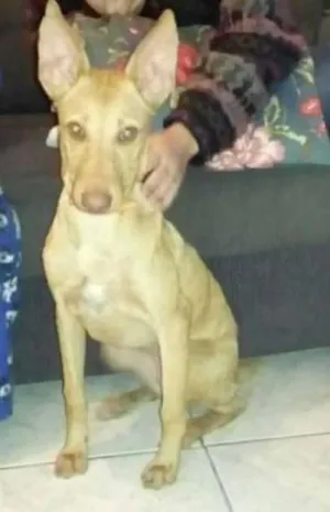 Cachorro raça Vira Lata idade 2 a 6 meses nome Marceline