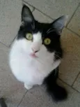 JUJUBA