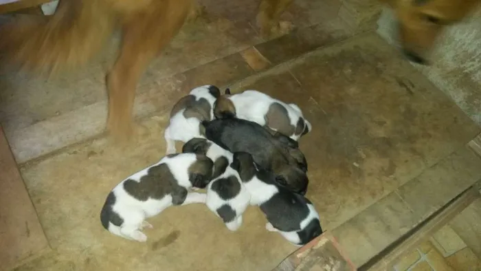 Cachorro ra a Sem raça definida idade Abaixo de 2 meses nome Filhos da Magali