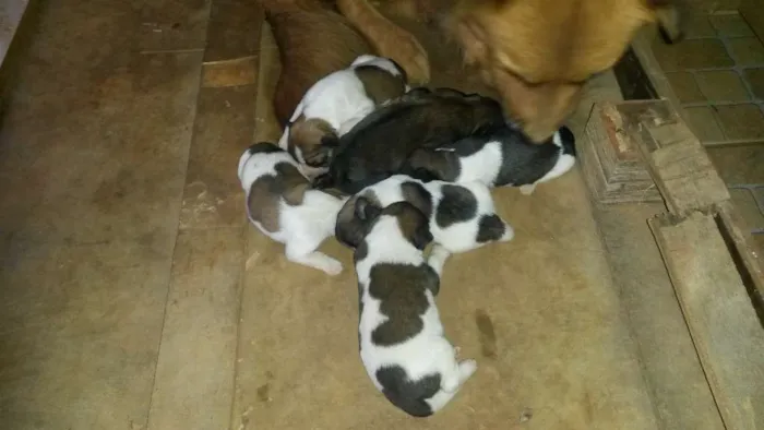 Cachorro ra a Sem raça definida idade Abaixo de 2 meses nome Filhos da Magali