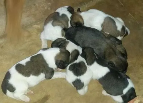 Cachorro ra a Sem raça definida idade Abaixo de 2 meses nome Filhos da Magali