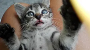Gato raça Comum idade 2 a 6 meses nome Vitoria