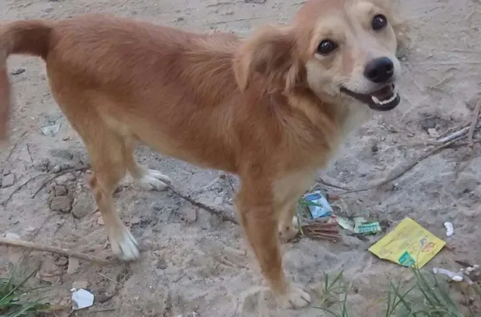 Cachorro ra a Desconhecida idade 7 a 11 meses nome Maggie