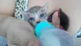 Perola