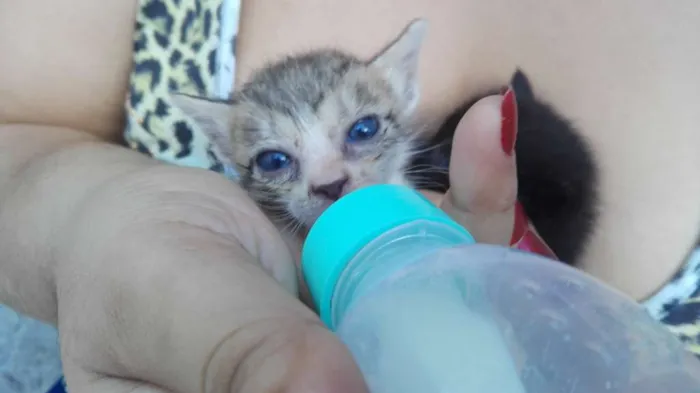 Gato raça Comun idade 2 a 6 meses nome Perola
