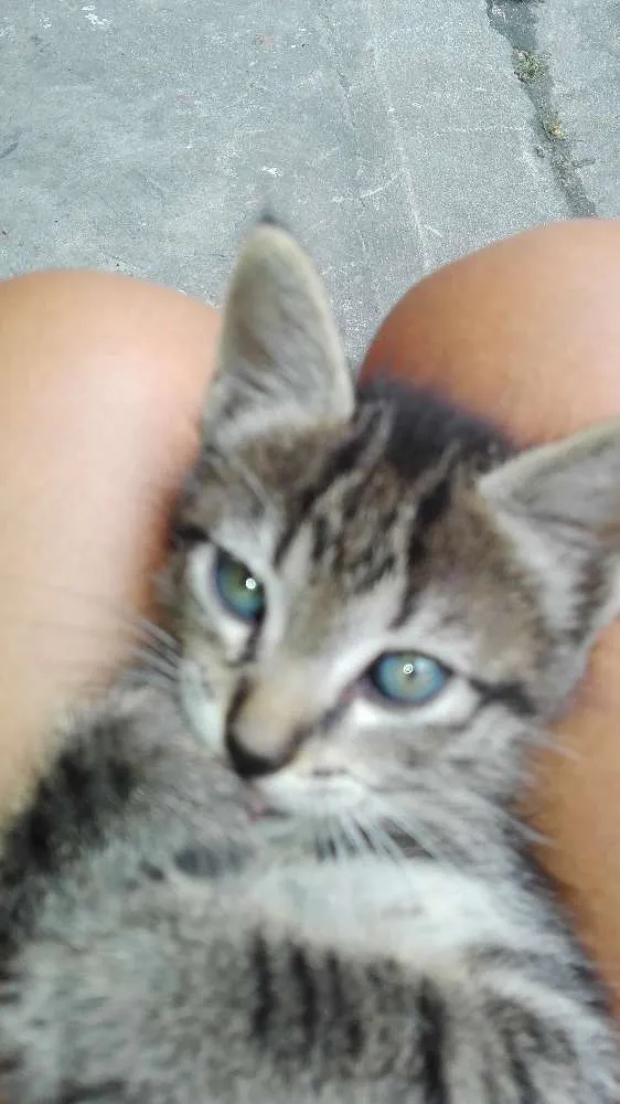 Gato raça Comun idade 2 a 6 meses nome Perola