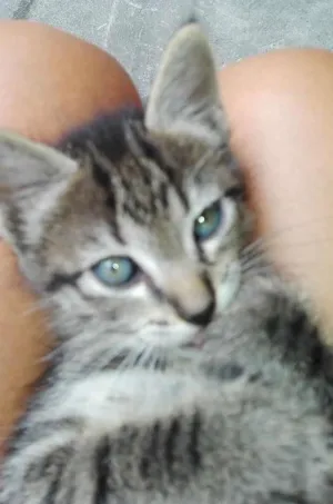 Gato raça Comun idade 2 a 6 meses nome Perola