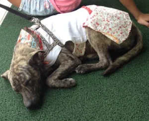 Cachorro raça Vira lata  idade 7 a 11 meses nome Samantha 