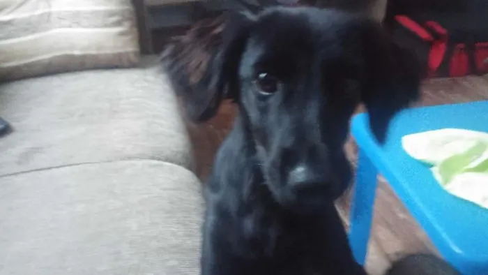 Cachorro raça SRD idade 2 a 6 meses nome mel