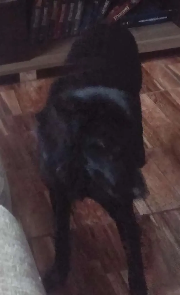 Cachorro raça SRD idade 2 a 6 meses nome mel