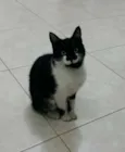 Tuna