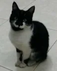 Tuna