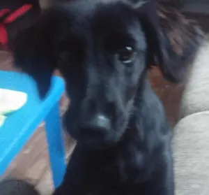 Cachorro raça SRD idade 2 a 6 meses nome mel