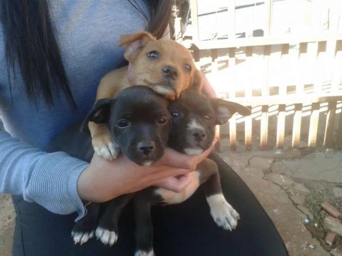 Cachorro ra a  idade 2 a 6 meses nome pretinha , amarelin