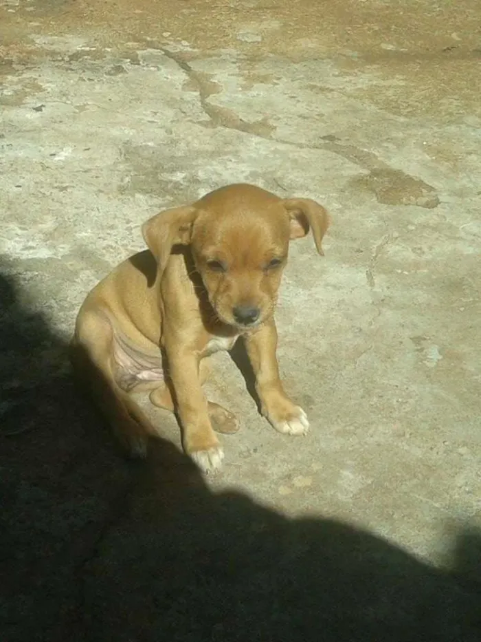 Cachorro ra a  idade 2 a 6 meses nome amarelinha e pretinha