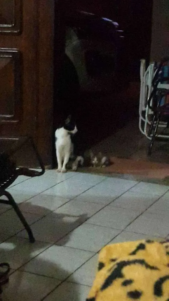 Gato ra a Vira-lata idade 2 anos nome Gatinha