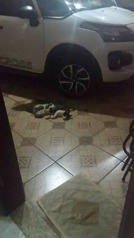 Gato ra a Vira-lata idade 2 anos nome Gatinha