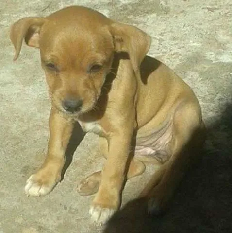 Cachorro ra a  idade 2 a 6 meses nome pretinha , amarelin