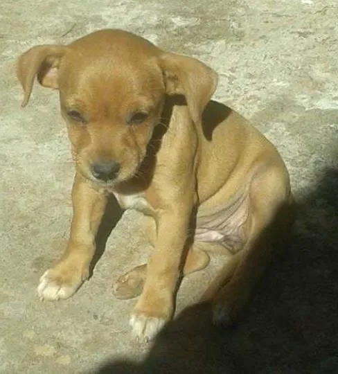 Cachorro ra a  idade 2 a 6 meses nome amarelinha e pretinha