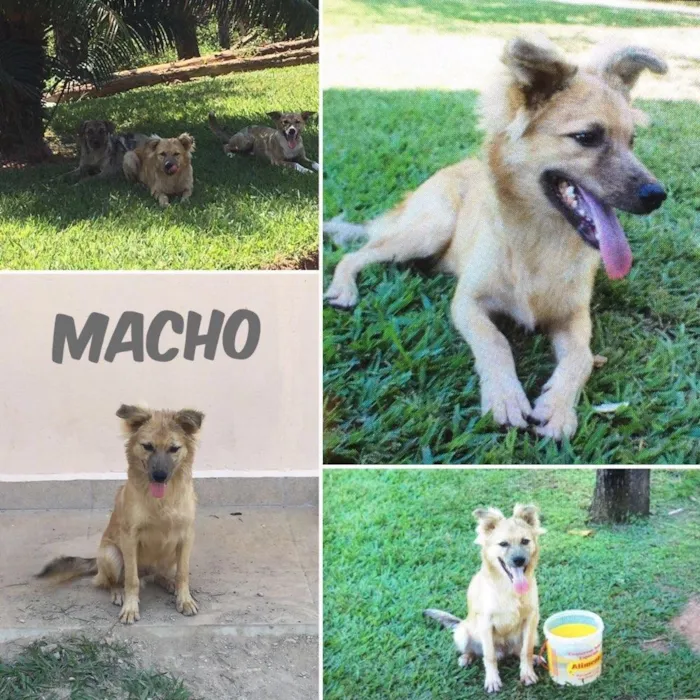 Cachorro ra a SRD idade 7 a 11 meses nome Chewbacca 