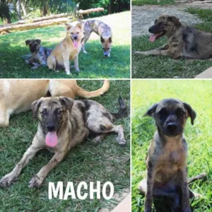 Cachorro raça SRD idade  nome Darth